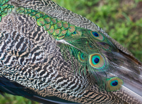texture of peacock feathers