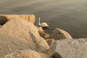 Samotny łabędź w zatoce o zachodzie słońca © Bladogudzier