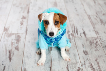 Dog in winter clothes