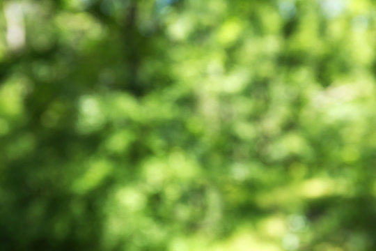 Defocused bokeh of garden background