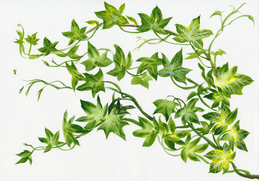 Ivy twig isolated on white original watercolor painting