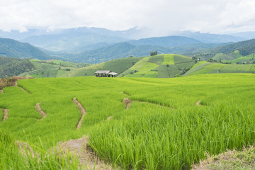 Rice terraces