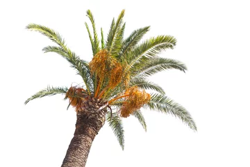 Crédence de cuisine en plexiglas Palmier Date palm tree isolated on white