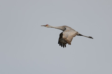 One Sandhill Crane in Flight with Wings Down