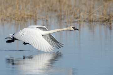 Trumpeter Swan in Flight low over water