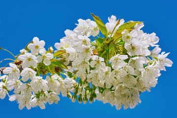 Blossoming Cherry Plum
