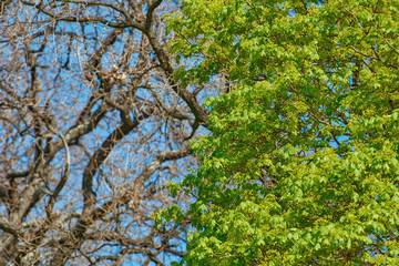 Young Maple Leaves
