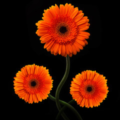 Orange gerbera with stem isolated on black background
