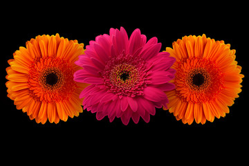 Pink and orange gerbera with stem isolated on black background