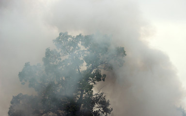 smoke from a fire in the forest. texture