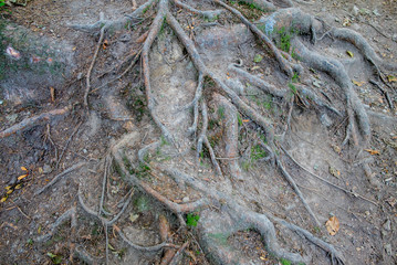 Roots of an old tree