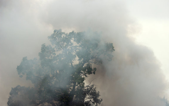 smoke from a fire in the forest. texture © wolfness72