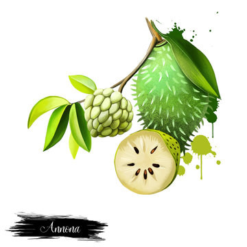 Custard apple fruit, Annona squamosa. Digital art