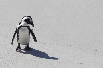 An African penguin looking down onto the sand at Boulders Beach penguin colony in South Africa