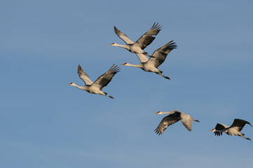 Five sandhill cranes in flight blue sky