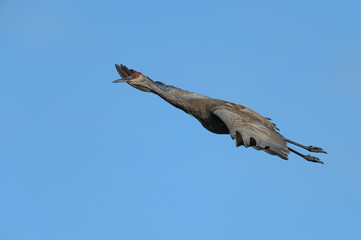 One Sandhill Crane in Flight With Clear blue Sky