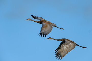 Two sandhills cranes in flight isolated in blue sky