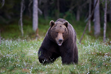 Big male brown bear