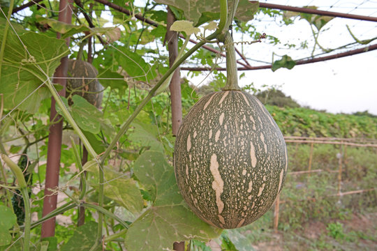 squash cushaw pumpkin or cucurbita mixta on tree