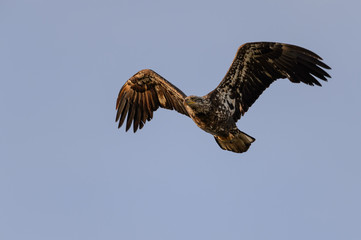Young Bald Eagle in Flight on Blue Background