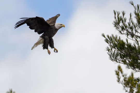 Adult Bald Eagle Landing in a White Pine