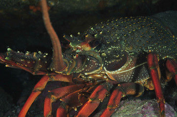 Closeup detail of large packhorse lobster Jasus verreauxi.