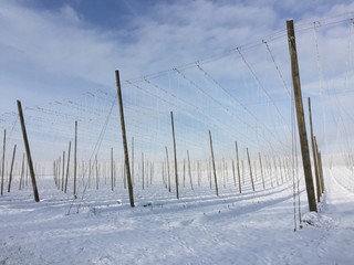 Hopfengarten im Winter