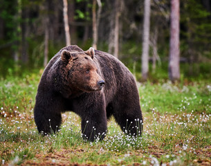 Plakat Male brown bear