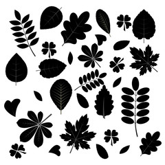 Vector Collection of Leaf Silhouettes