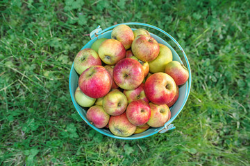 Apfel Ernte rot und reif im Eimer