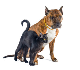 Cat and dog together isolated on white. Red brindle pit bull with a small black cat.
