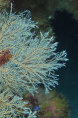 Obraz premium Solanderia ericopsis hydroid tree fan growing on vertical wall in shallow water near Goat Island.