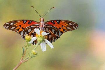 Butterfly close up on a white flower with out of focus backgroun