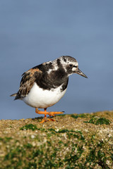 Ruddy Turnstone, Turnstone , Arenaria interpres