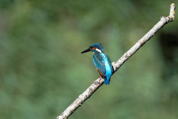 Common Kingfisher, Kingfisher, Alcedo atthis