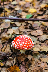 Big mushroom a fly agaric ( Amanita) growing in the forest.