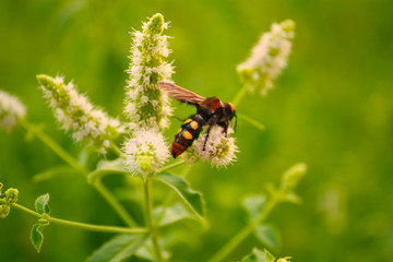 Wasp on wildflower, blurred background