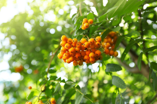 Bunch of rowan berry on a tree, close up