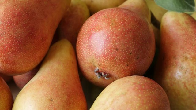 Common European pear pile fresh fruit on plate slow tilt 4K 2160p 30fps UltraHD footage - Tilting on Rosaceae Pyrus family organic food background 3840X2160 UHD video 