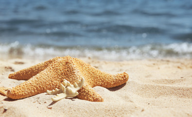 Starfishes on ocean beach