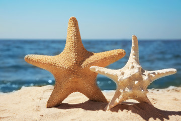 Fototapeta na wymiar Sea stars on beach