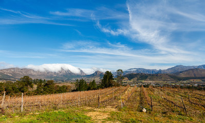 Fototapeta na wymiar Vineyards landscape
