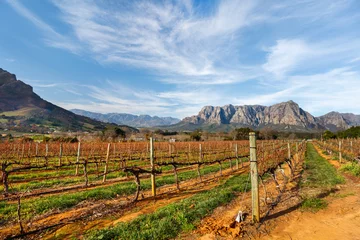 Printed roller blinds South Africa Vineyards landscape