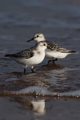 Sanderling, Calidris alba