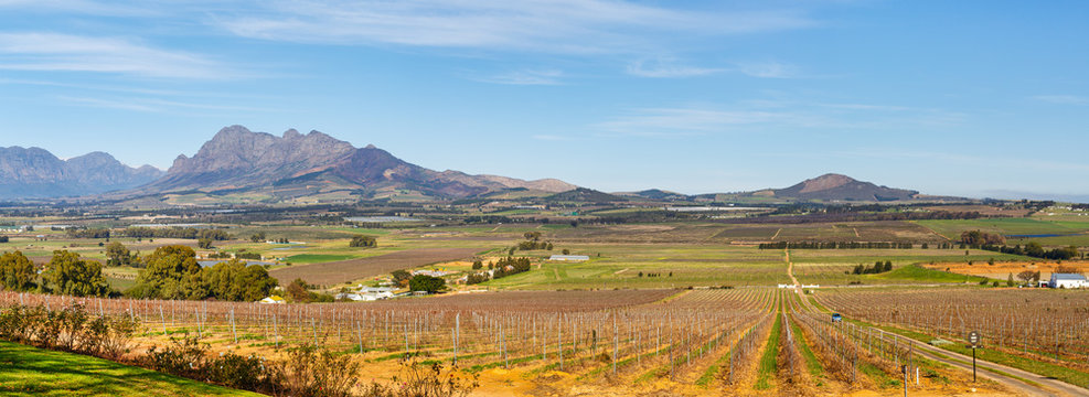 Weinberge Landschaft im Sommer