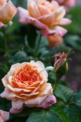 Orange Rose blossom