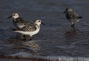 Sanderling, Calidris alba