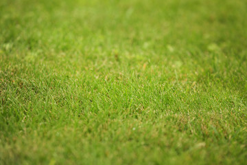 Naklejka premium Green grass lawn for background