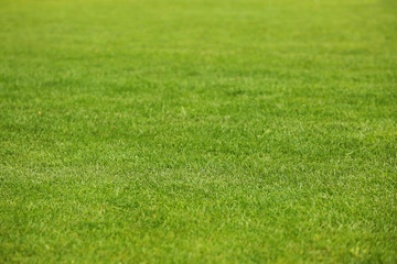 Green grass lawn for background