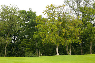 Fototapeta na wymiar Green lawn in beautiful park